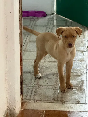 Filhote de stafforshire com labrador