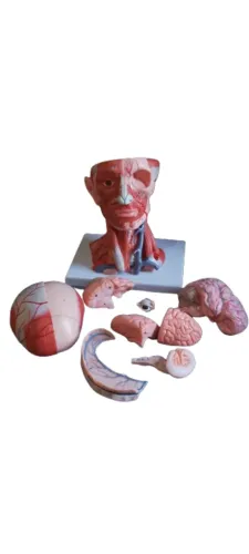 Cabeça anatômica tamanho real 