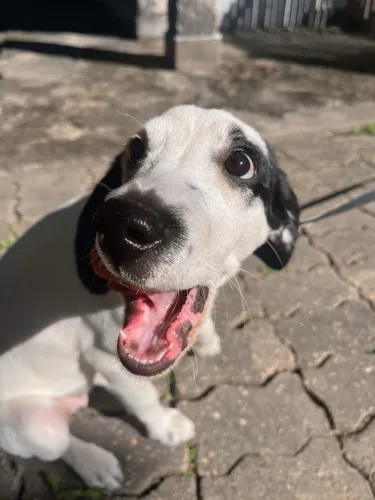 Doação de cachorro