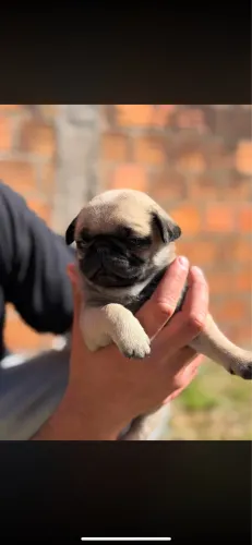 Pug disponível ?