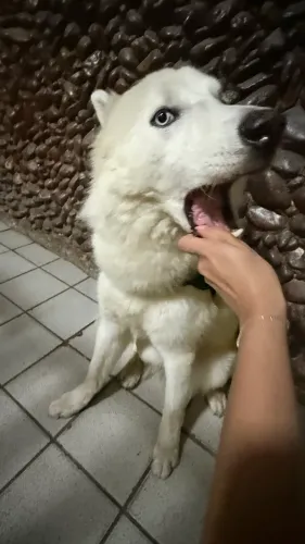Cão dócil fofo