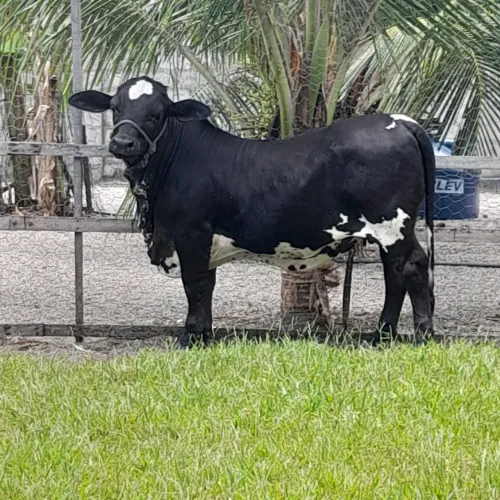 Mini Vacas de Leite