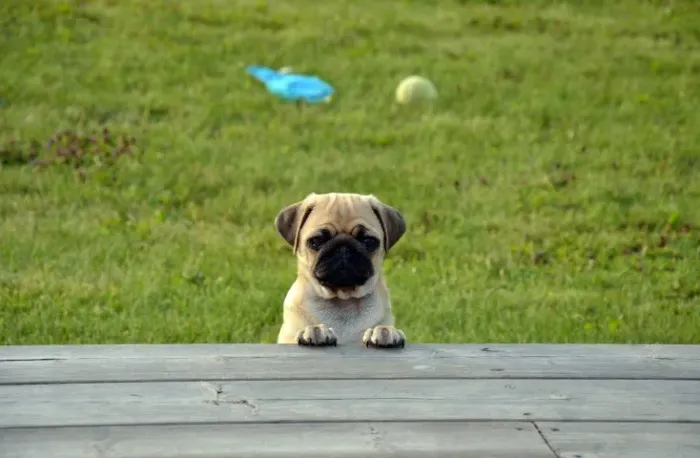 O rei da fofura chegou: Filhote de Pug puro e brincalhão