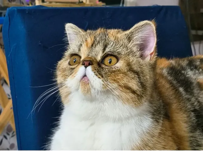 Gata persa exótica