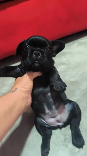 Cachorros