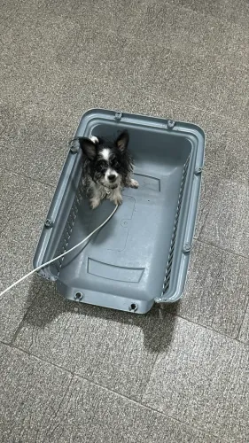 Chihuahua fêmea micro adulta