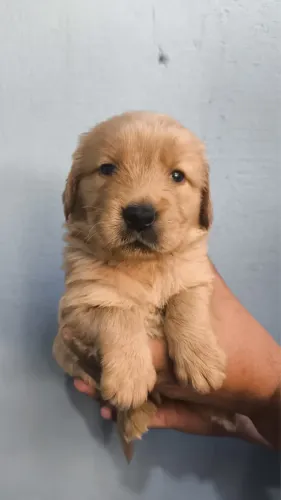 Golden Retriever Filhotes Muito Dóceis Disponíveis
