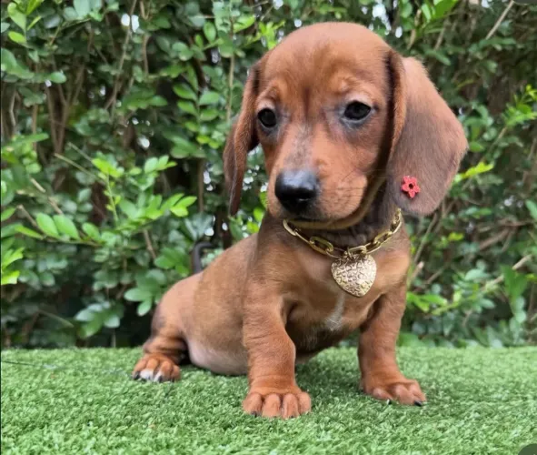 Filhotes de Basset