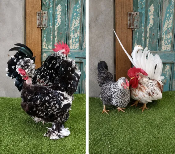 Ovos mistos disponíveis