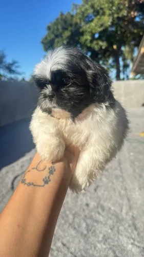 Shihtzu macho mini 