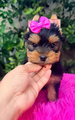 Yorkshire terrier