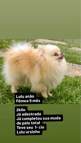 Lulu