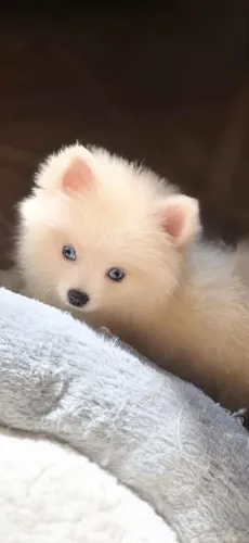 Filhote Spitz Alemão Anão Olho Azul