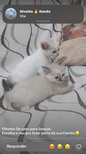 Gatinhos para. Doação 