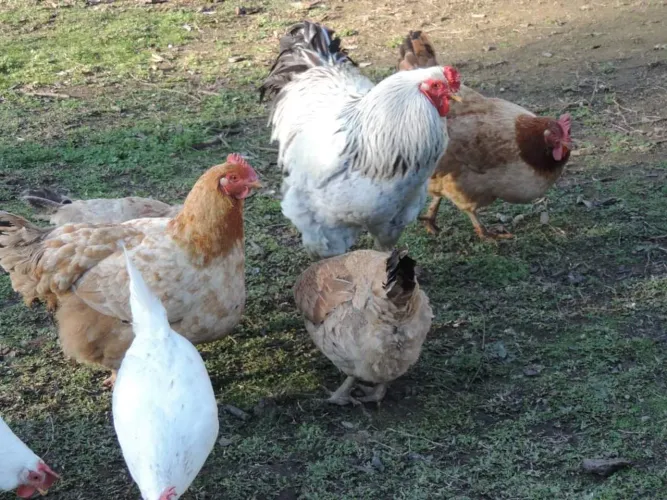 Ovos