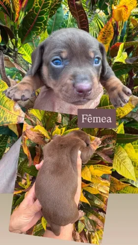 Filhotes - Dachshund/Salsicha/Teckel/Cofap/Basset