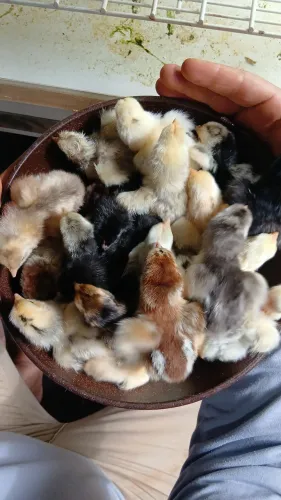 Pintinhos caipira!!!!!! Retirada em São Sebastião Df