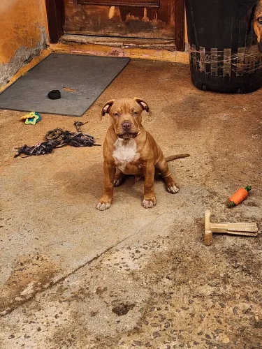 Pit Monster *