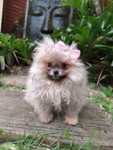 Lulu da Pomerânia fêmea anã