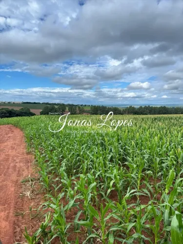 Fazenda 82 Alqueires - Atalaia - Paraná