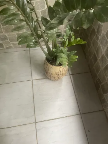 Planta zamioculca natural