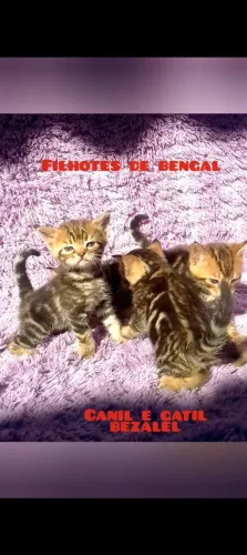 Gatos bengal filhotes