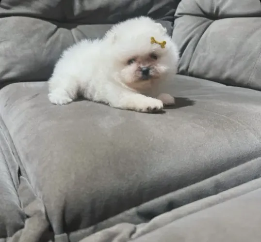 Cachorro Lulu da Pomerania perfeito para presentear quem ama