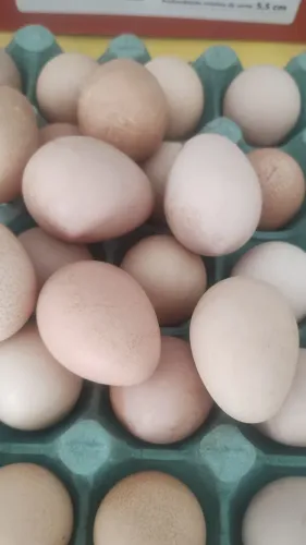 Vendo ovos de galinha da Angola