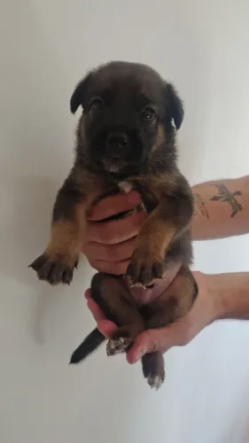 Cachorros de grande porte, pai rottweiler