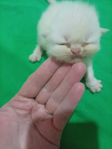 Gato persa