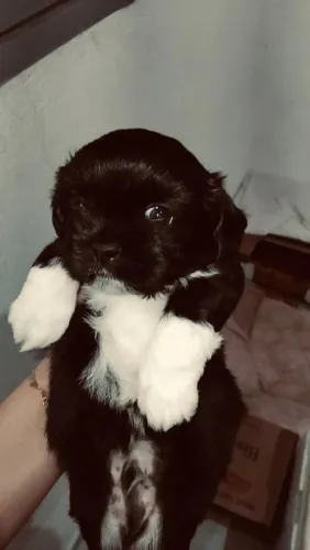 Shitzu macho pretinho