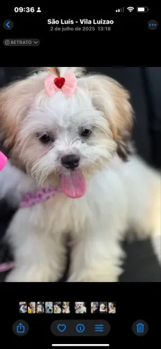Cachorro raça shih tzu puro