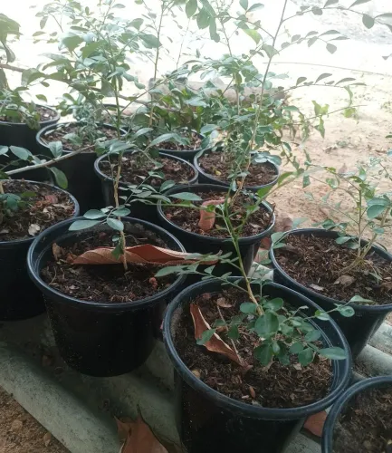 Planta Jasmim Limão e Jasmim Sambac, tenho mudas.