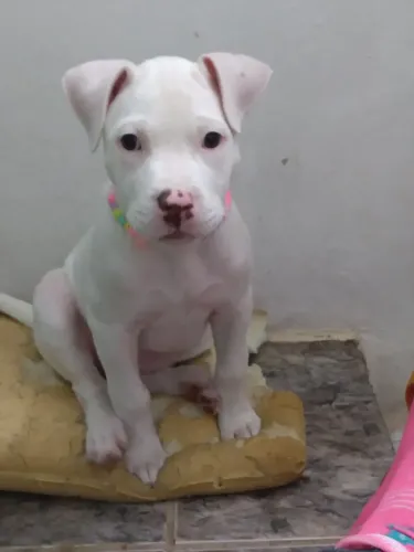Vendo filhote de pitbul ,com 2 meses