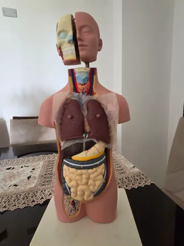 Torso humano, modelo anatômico de 50 cm.