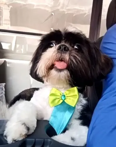 Procura-se uma namorada 