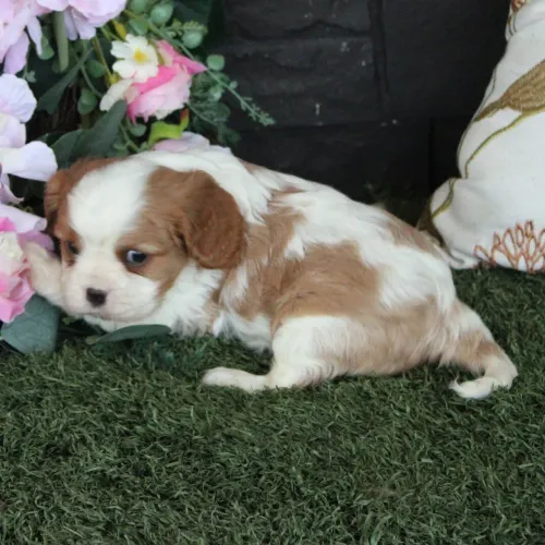 Cavalier King Charles Spaniel- Amor de quatro patas na sua versão mais doce 