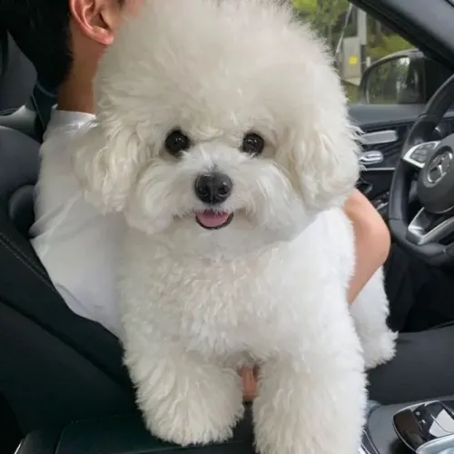Bichon Frisê