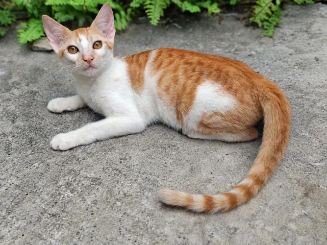 DOAÇÃO de gatinhos 