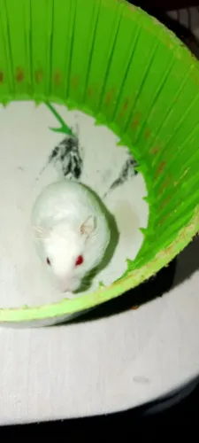 Hamster anão russo