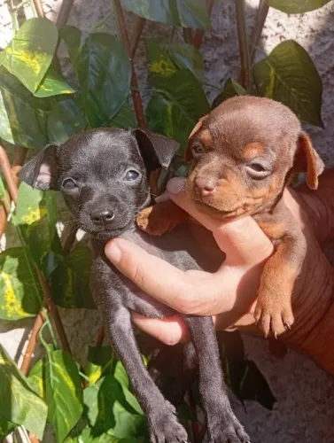 Filhote Pinscher Macho - Amor e Energia no Mesmo Pacote