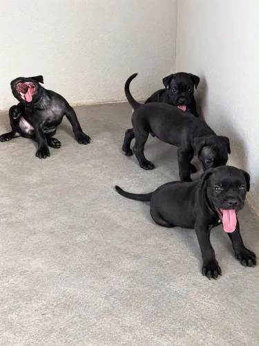 ? CANE CORSO PURO - FILHOTES
