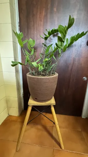 Vaso com zamioculka