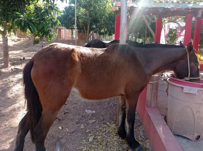 Égua 3 anos manchinha