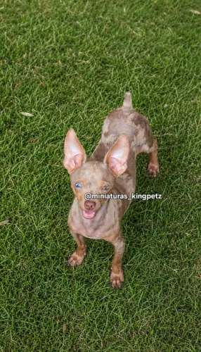 Macho Pinscher pronto! Cor + raras que existe! Pequeno e lindo!