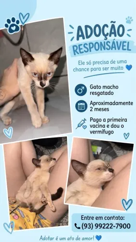 Gato macho adoção