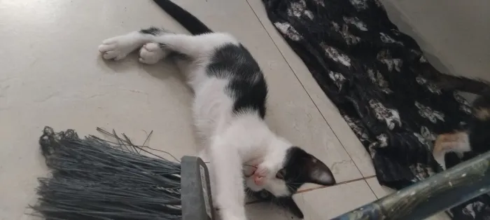 Gatinhos filhotes para adoção lindos e fofos. 