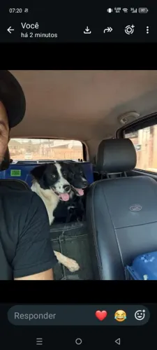 Eu dou essas cachorras por motivos de viagem