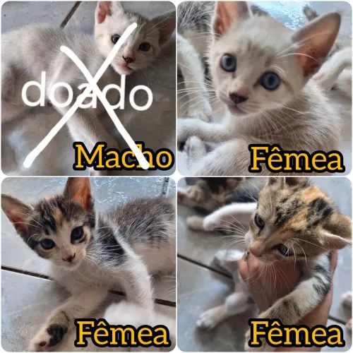 Doação de gatos 
