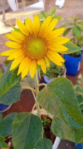muda de girassol está perto de abrir a flor? promoção